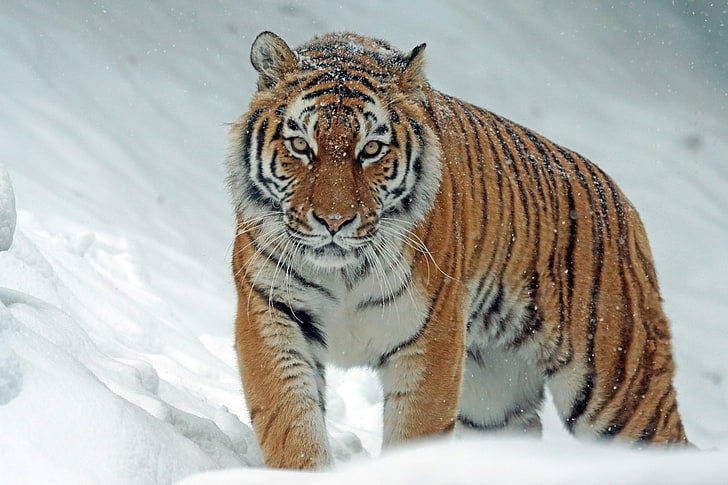 Siberian tiger, tiger, predator, big cat, snow, HD wallpaper