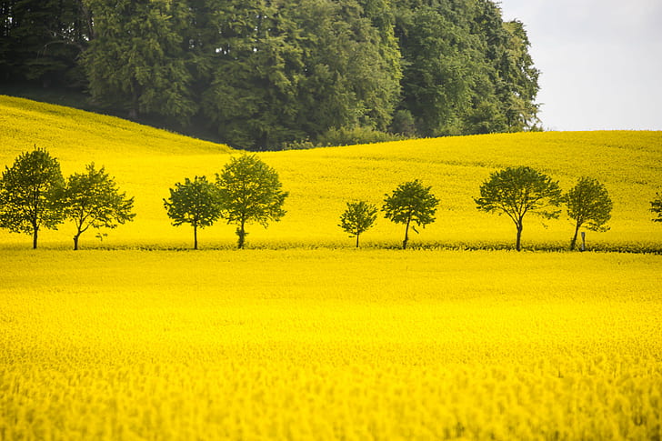green trees in the middle of yellow petaled flower field, Yellow, trees, middle, flower, canola, countryside, landskap, raps, camera, exif, iso_speed, aperture, ƒ / 6, model, canon eos 100d, geo:location, lens, ef, s18, f/3.5, focal_length, mm, nature, agriculture, rural Scene, field, oilseed Rape, landscape, summer, farm, outdoors, sky, springtime, plant, HD wallpaper