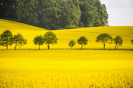 green trees in the middle of yellow petaled flower field, Yellow, trees, middle, flower, canola, countryside, landskap, raps, camera, exif, iso_speed, aperture, ƒ / 6, model, canon eos 100d, geo:location, lens, ef, s18, f/3.5, focal_length, mm, nature, agriculture, rural Scene, field, oilseed Rape, landscape, summer, farm, outdoors, sky, springtime, plant, HD wallpaper HD wallpaper