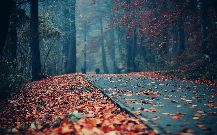 svart betongväg, bruna löv på grå väg, fall, löv, gata, väg, skog, HD tapet