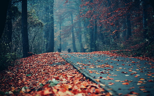 черная бетонная дорожка, коричневые листья на серой дороге, осень, листья, улица, дорога, лес, HD обои HD wallpaper