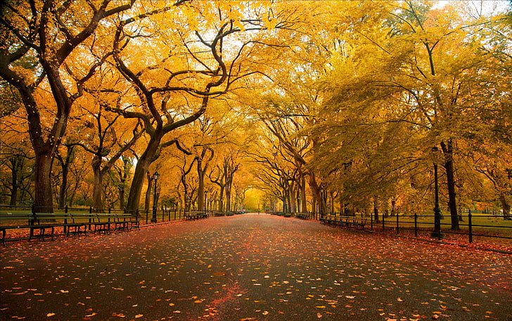 Central Park Fall Colors, pohon berdaun kuning, Nature, Autumn, tree, beautiful, park, Wallpaper HD