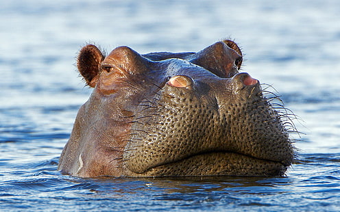 Animal, Hipopótamo, HD papel de parede HD wallpaper