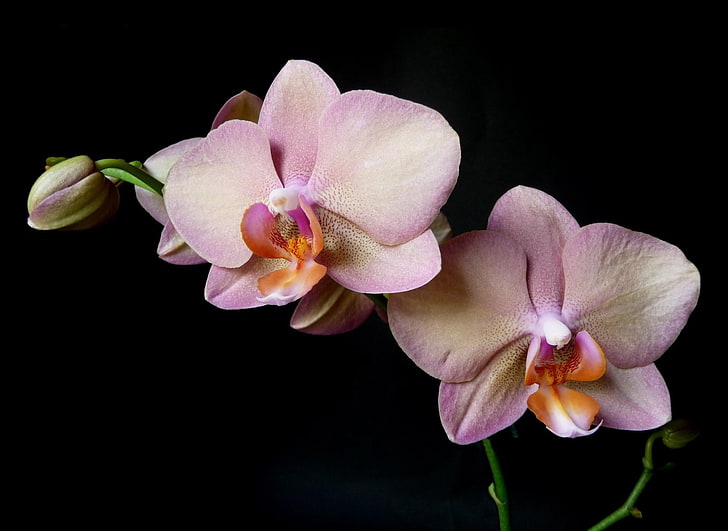white-and-pink moth orchids, orchid, branch, flower, black background, HD wallpaper