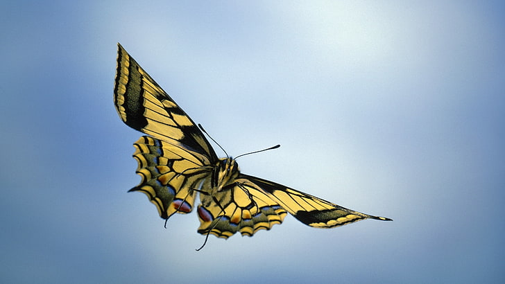 tiger swallowtail butterfly, sky, butterfly, wings, HD wallpaper
