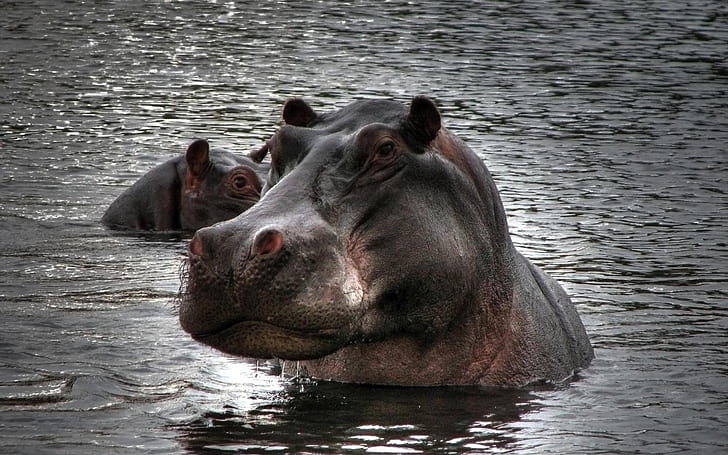 Hippopotame dans l'eau, hippopotame, hippopotame, Fond d'écran HD