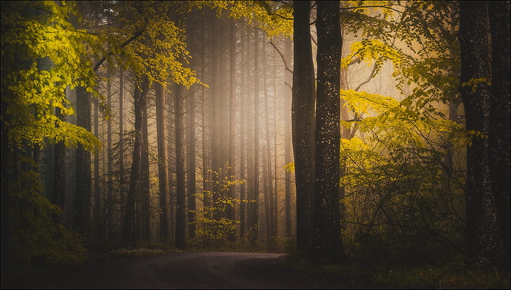 green trees wallpaper, trees in the forest with sun rays graphic wallpaper, forest, path, fall, trees, mist, plants, HD wallpaper