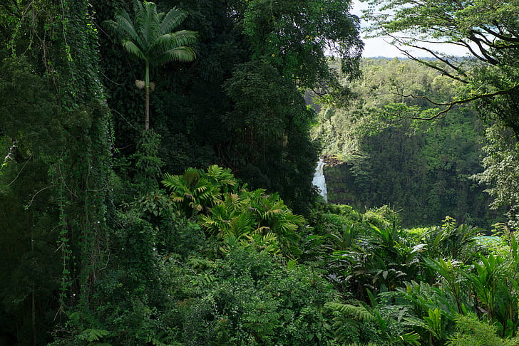 джунгли, зеленые, природа, HD обои