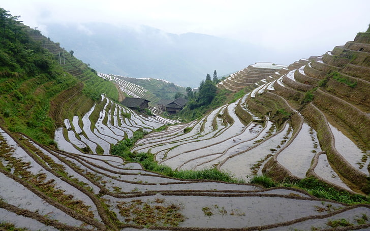 grönt risfält, natur, landskap, risfält, Kina, HD tapet