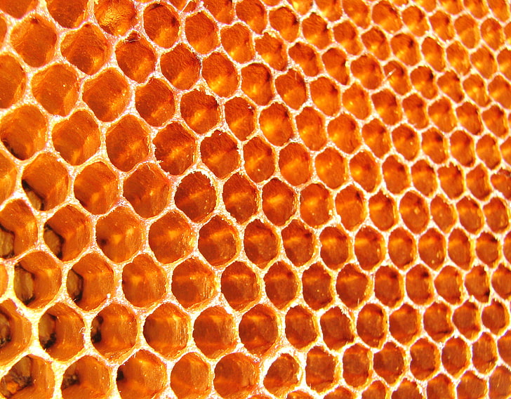 пчелна пита, клетка, пчели, мед, пчела, HD тапет