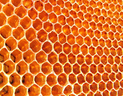 รังผึ้งเซลล์ผึ้งน้ำผึ้งผึ้ง, วอลล์เปเปอร์ HD HD wallpaper