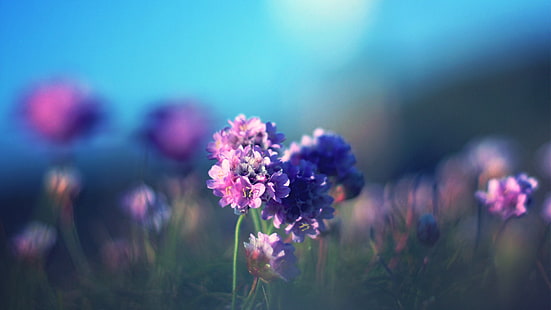 Цветочная Макро Blur HD, природа, цветок, макро, размытие, HD обои HD wallpaper