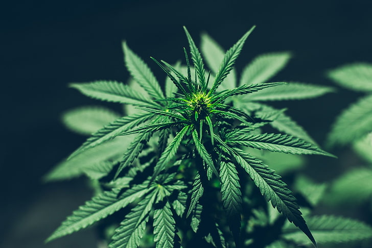 420, Cannabis, Marihuana, Unkraut, HD-Hintergrundbild