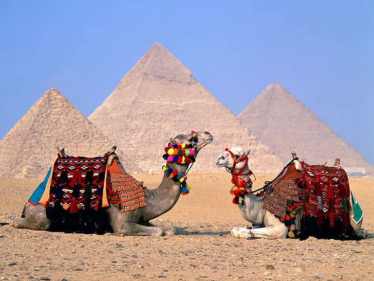 Egypt Cairo Camels, Egypt, Cairo, Camels, HD wallpaper