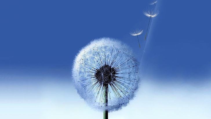 white dandelion, blue, background, dandelion, Galaxy, Samsung, HD wallpaper