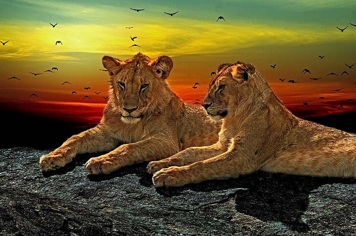 Cats, Lion, Animal, Big Cat, Lying Down, Wildlife, predator (Animal), HD wallpaper