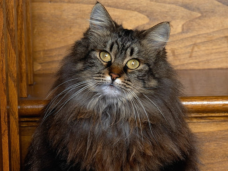 long-fur black cat, cat, muzzle, fluffy, look, HD wallpaper