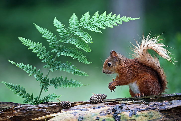 Animal, Squirrel, Fern, Pine Cone, Rodent, Wildlife, HD wallpaper