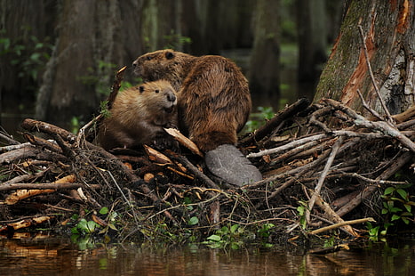beaver, castor, rodent, HD wallpaper HD wallpaper