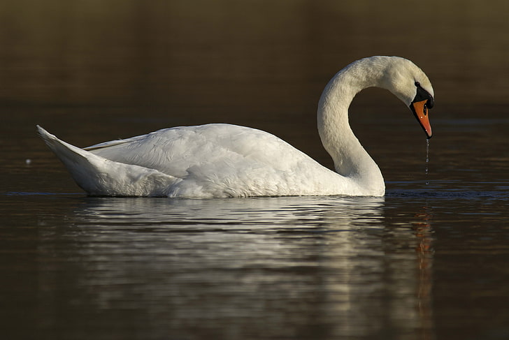 white goose, swan, water, bird, HD wallpaper