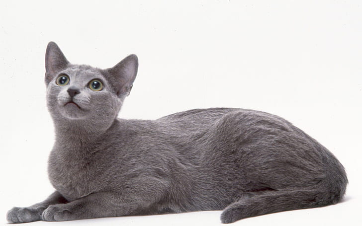 Curious Russian Blue Cat, russian blue cat, cute, HD wallpaper