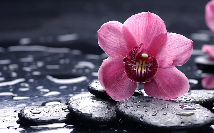 papillon rose fleur d'orchidée, orchidée, fleur, pierre, humidité, gouttes, Fond d'écran HD