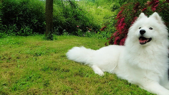 สุนัขสุนัขสุนัขซามอยด์, วอลล์เปเปอร์ HD HD wallpaper