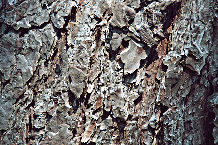 trees, bark, brown, texture, HD wallpaper