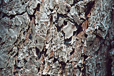 árboles, corteza, marrón, textura, Fondo de pantalla HD HD wallpaper