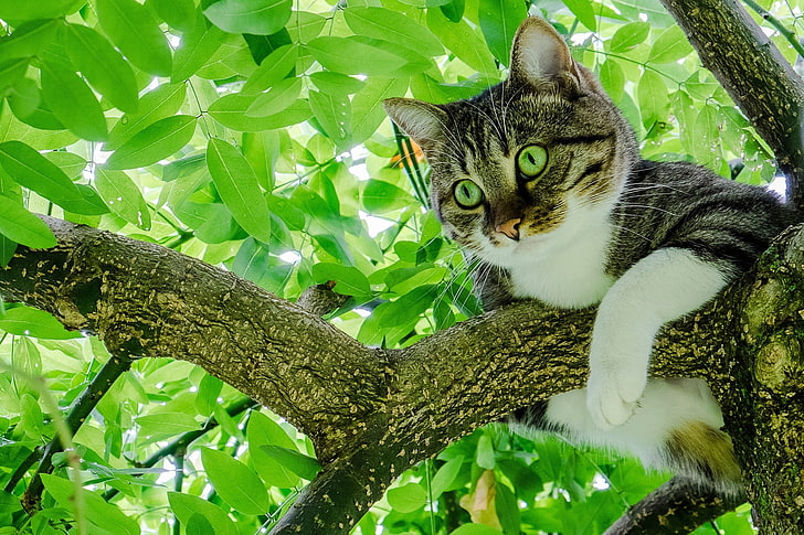 gato atigrado de plata en la rama de un árbol, árboles, rama, hojas, verde, animales, ojos verdes, gato, Fondo de pantalla HD