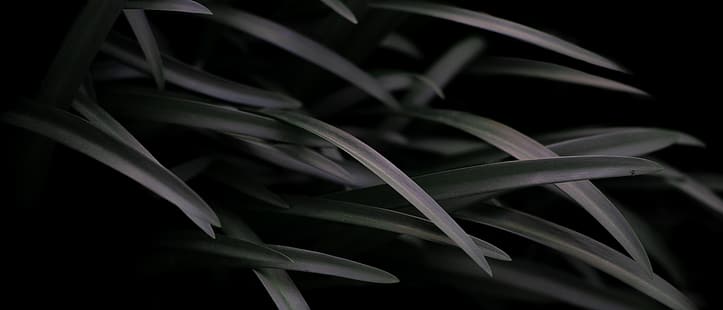 ultraszeroki, ultraszeroki, fotografia, rośliny, trawa, Tapety HD HD wallpaper