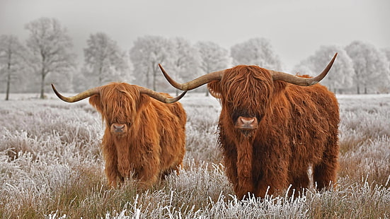 Animal, Bovins Highland, Vache, Fond d'écran HD HD wallpaper