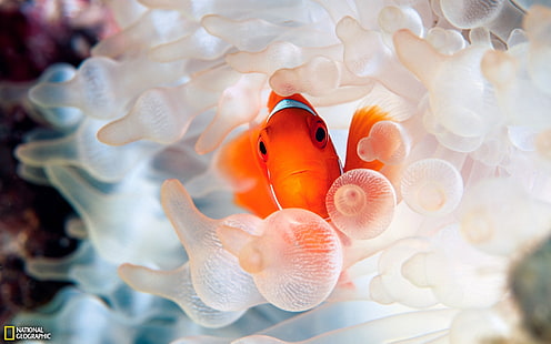 Риба-клоун океан подводен свят, клоун, риба, океан, под вода, свят, HD тапет HD wallpaper