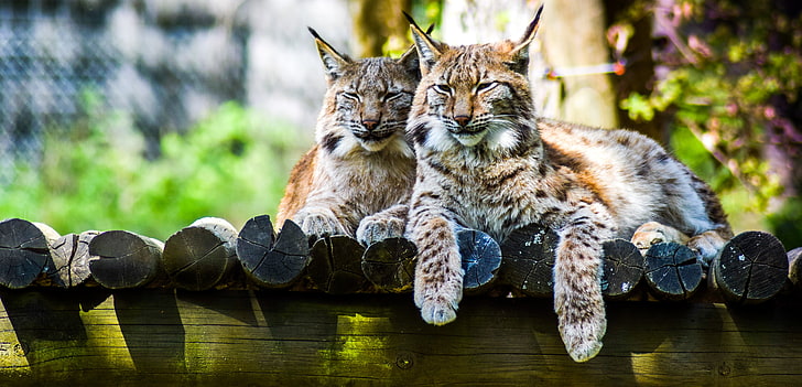 แมวป่าสีน้ำตาลสองตัว, แมวป่าชนิดหนึ่ง, นักล่า, แมวตัวใหญ่, วอลล์เปเปอร์ HD