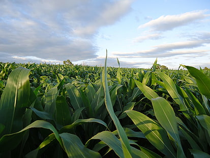 pole kukurydzy cukrowej, Tapety HD HD wallpaper