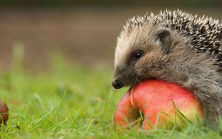 Animal, Hedgehog, Apple, HD wallpaper