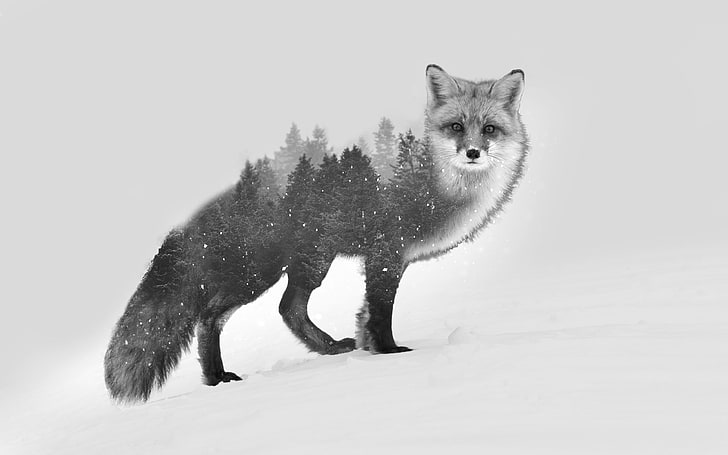 сив вълк, илюстрация на сива лисица, лисица, двойна експозиция, черно, бяло, фото манипулация, диаблоалексия, животни, зима, сняг, бял фон, дървета, гора, природа, монохромен, HD тапет