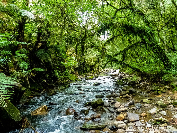 time lapse photo of river between trees in forest, brazil, brazil, South, Brazil, Explore, time lapse, photo, river, forest, water  tree, jungle, brasil, america, nature, landscape, landscapes, urubici, cachoeira, waterfall, stream, wild, selvagem, selva, trees, green, color, rock, colorful, amazing, mud, mist, into the wild, hiking, hike, trekking, santa catarina, tropical, floresta, tree, outdoors, water, scenics, green Color, summer, HD wallpaper