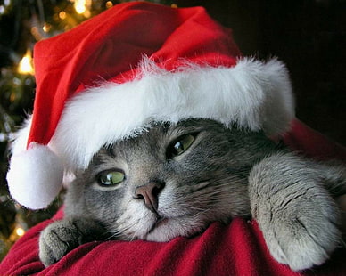Tiere, Katzen, Weihnachten, Feline, HD-Hintergrundbild HD wallpaper