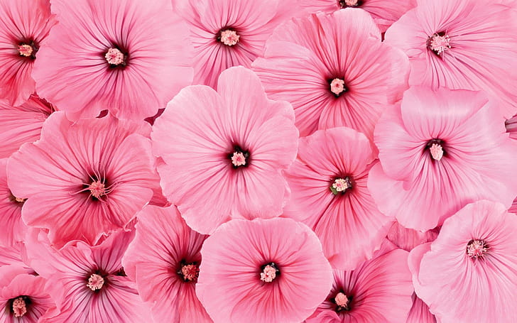 Mallow, pink petaled flowers, flowers, 1920x1200, mallow, malva, HD wallpaper
