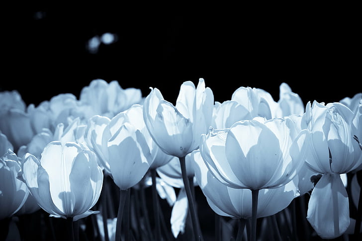 decoración de flores blancas, tulipanes, tulipanes, tulipanes, flor blanca, decoración, Boston Common, flores, naturaleza, tulipán, flor, planta, frescura, primavera, Fondo de pantalla HD
