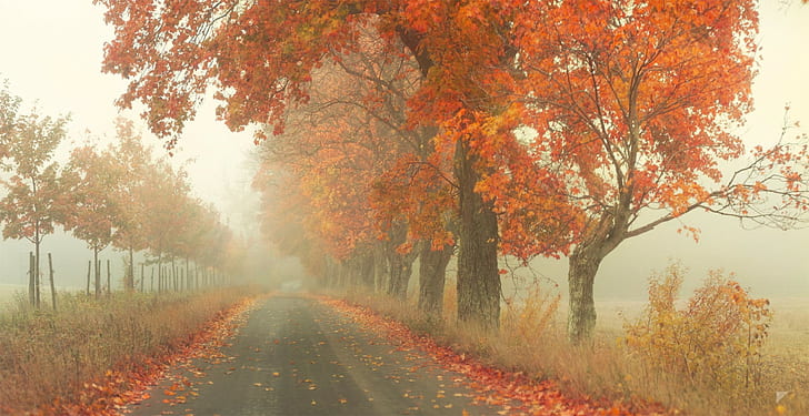 Red Road, grey concrete road with trees, road, trees, fog, foliage, autumn, Red Road, by Robin de Blanche, HD wallpaper