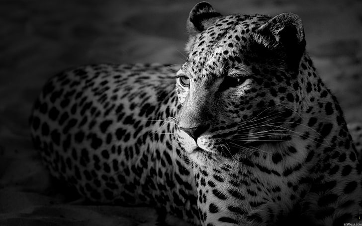 tapeta Leopard w skali szarości, zwierzęta, monochromatyczna, lampart (zwierzę), Tapety HD