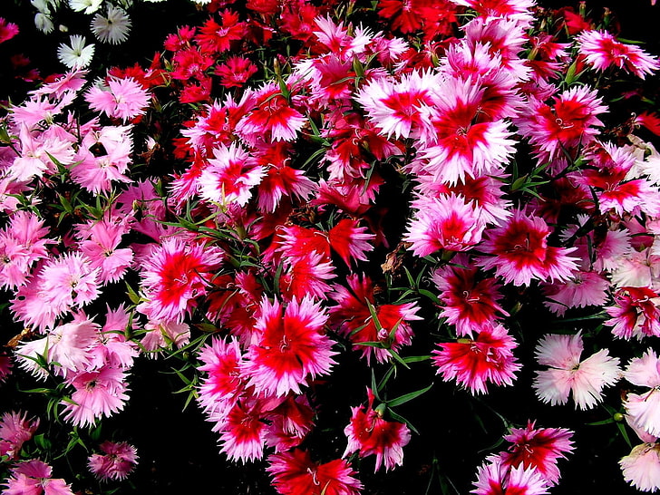 röda och rosa kronbladiga blommor, nejlikor, blommor, små, olika, färgade, HD tapet