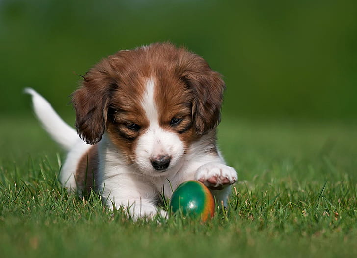 kooikerhondje, หมา, ลูกสุนัข, ลูกบอล, ขี้เล่น, ลูกสุนัขเคลือบสีน้ำตาลและสีขาว, kooikerhondje, ลูกสุนัข, ลูกบอล, ขี้เล่น, วอลล์เปเปอร์ HD