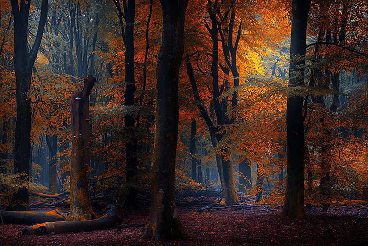 kertas dinding hutan oranye daun digital, alam, fotografi, pemandangan, musim gugur, hutan, dongeng, sinar matahari, pohon, daun, Wallpaper HD