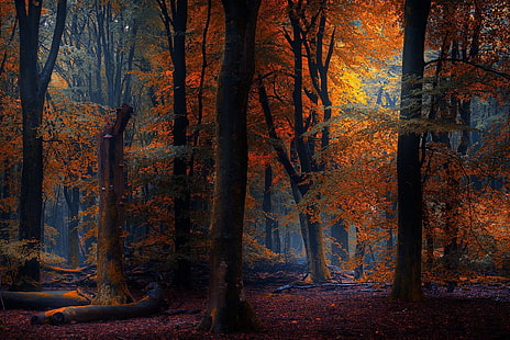 pomarańczowy liść drzewa las cyfrowy tapety, natura, fotografia, krajobraz, jesień, las, bajka, światło słoneczne, drzewa, liście, Tapety HD HD wallpaper
