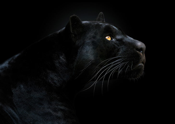 Ilustración de pantera negra, mirada, cara, pantera, fondo negro, el fondo oscuro, Fondo de pantalla HD
