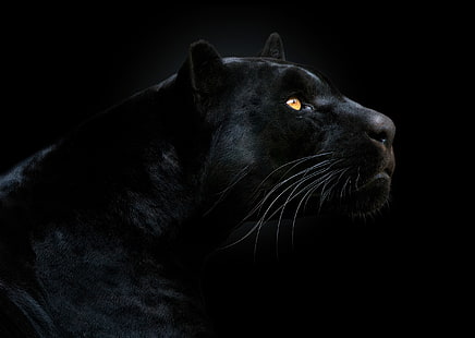 ilustração de pantera negra, olhar, rosto, pantera, fundo preto, o fundo escuro, HD papel de parede HD wallpaper