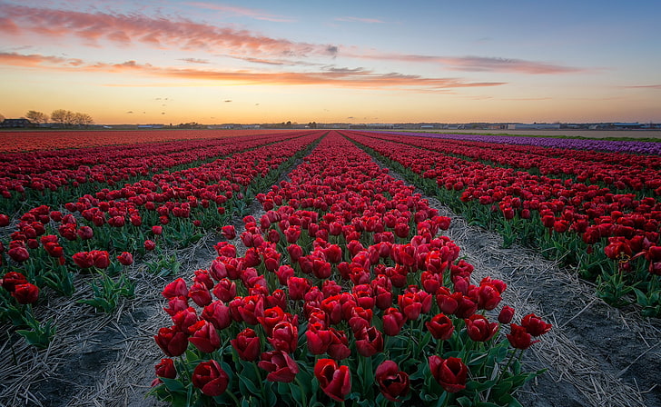 campo de flores de tulipán rojo durante la fotografía de naturaleza diurna, campo, flores, la noche, tulipanes, Fondo de pantalla HD